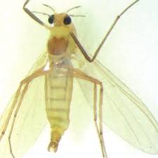 Attēlu rezultāti vaicājumam “Cricotopus male”