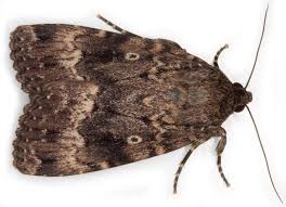 Attēlu rezultāti vaicājumam “Amphipyra”