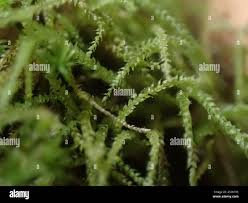 Attēlu rezultāti vaicājumam “Myurella julacea”