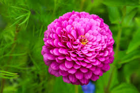 Image result for Zinnia violacea