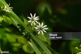 Attēlu rezultāti vaicājumam “Stellaria nemorum flower”
