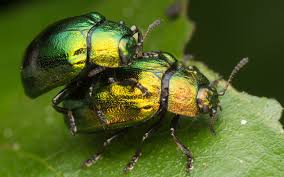 Attēlu rezultāti vaicājumam “Linaeidea aenea”