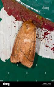 Attēlu rezultāti vaicājumam “Mythimna turca”