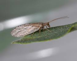 Attēlu rezultāti vaicājumam “Hemerobiidae”