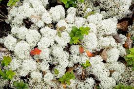 Attēlu rezultāti vaicājumam “Cladonia stellaris”