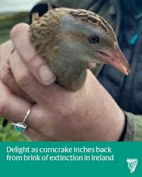 Attēlu rezultāti vaicājumam “Crex crex nest”