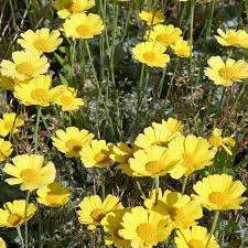 Image result for Färberkamille