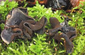 Attēlu rezultāti vaicājumam “Ionomidotis irregularis”