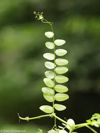 Attēlu rezultāti vaicājumam “Vicia sylvatica flower”