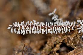 Attēlu rezultāti vaicājumam “Diachea leucopodia macro”