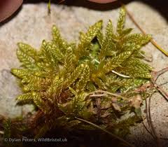 Attēlu rezultāti vaicājumam “Hypnum cupressiforme var. lacunosum”