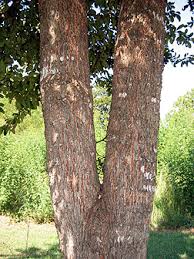 Attēlu rezultāti vaicājumam “Lycogala botrydium sessile”