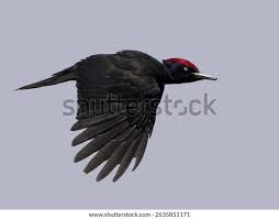 Attēlu rezultāti vaicājumam “Dryocopus martius”