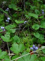 Attēlu rezultāti vaicājumam “Viola epipsila flower”