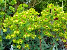 Attēlu rezultāti vaicājumam “Cribraria martinii stalked”