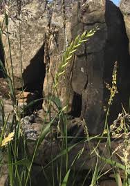 Attēlu rezultāti vaicājumam “Elytrigia repens subsp. arenosa”