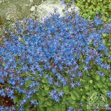 Image result for Campanula formanekiana