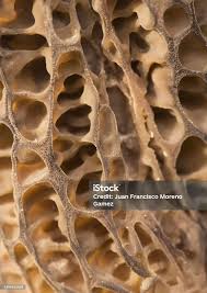 Attēlu rezultāti vaicājumam “Morchella sp.”