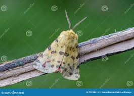 Attēlu rezultāti vaicājumam “Rhyparia purpurata”