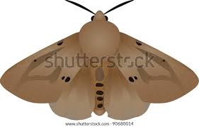 Attēlu rezultāti vaicājumam “Spilosoma lutea”