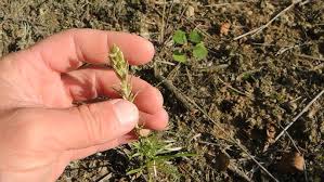 Attēlu rezultāti vaicājumam “Gnaphalium sylvaticum”