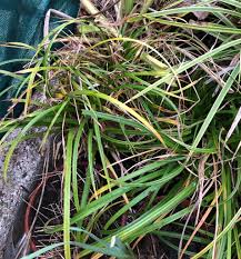 Attēlu rezultāti vaicājumam “Carex sylvatica leaf”