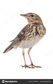 Attēlu rezultāti vaicājumam “Anthus trivialis”