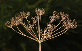 Attēlu rezultāti vaicājumam “Levisticum officinale flower”