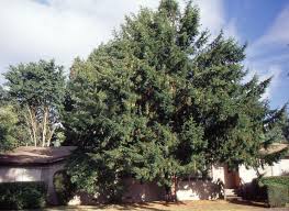 Attēlu rezultāti vaicājumam “Taxus baccata”