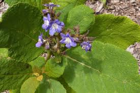 Attēlu rezultāti vaicājumam “Hydrophyllaceae”