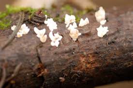 Attēlu rezultāti vaicājumam “Lentaria”