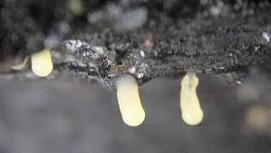 Attēlu rezultāti vaicājumam “Stemonitopsis typhina var. similis macro”