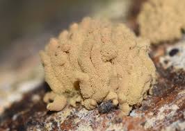 Attēlu rezultāti vaicājumam “Heterotrichia obvelata (syn. Arcyria obvelata) young”