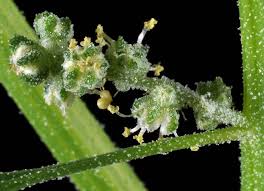 Image result for Chenopodium album