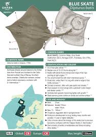 Image result for Dipturus batis