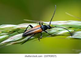 Attēlu rezultāti vaicājumam “Stenurella melanura”