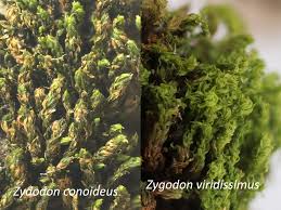 Attēlu rezultāti vaicājumam “Zygodon rupestris”