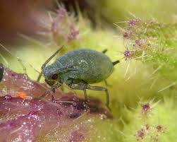 Attēlu rezultāti vaicājumam “Aphididae”