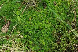 Attēlu rezultāti vaicājumam “Sphagnum quinquefarium”