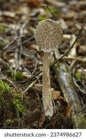 Attēlu rezultāti vaicājumam “Macrolepiota rhacodes var. bohemica”