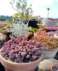 Attēlu rezultāti vaicājumam “Sedum hispanicum”