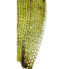 Attēlu rezultāti vaicājumam “Grimmia muehlenbeckii”