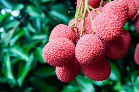 Image result for Litchi chinensis