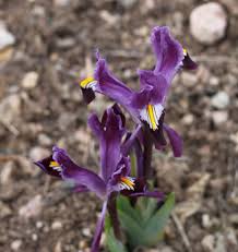 Attēlu rezultāti vaicājumam “Iris rosenbachiana”