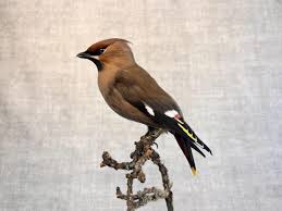 Attēlu rezultāti vaicājumam “Bombycilla garrulus adult”