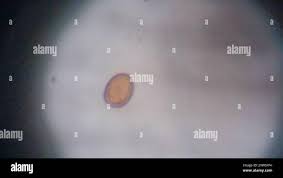 Attēlu rezultāti vaicājumam “Byssocorticium atrovirens”