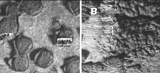 Attēlu rezultāti vaicājumam “Diatrype disciformis”