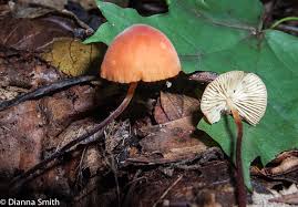 Attēlu rezultāti vaicājumam “Physarum sulphureum macro”