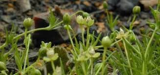 Attēlu rezultāti vaicājumam “Sagina procumbens”