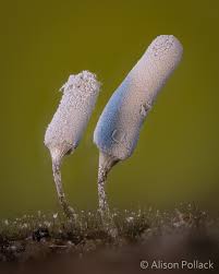 Attēlu rezultāti vaicājumam “Arcyria cinerea”